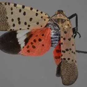 thumbnail for publication: Spotted Lanternfly Lycorma delicatula (White) (Hemiptera: Fulgoridae)